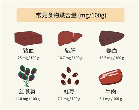 鐵 作用|鐵的功效、怎麼吃及攝取量完整說明